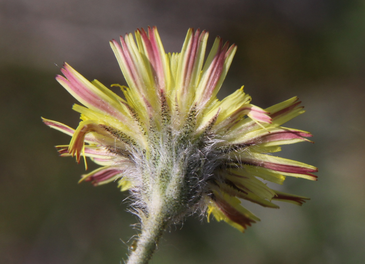 Pilosella peleteriana (door Peter Meininger)