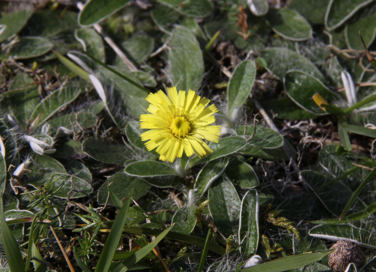 Pilosella peleteriana (door Peter Meininger)