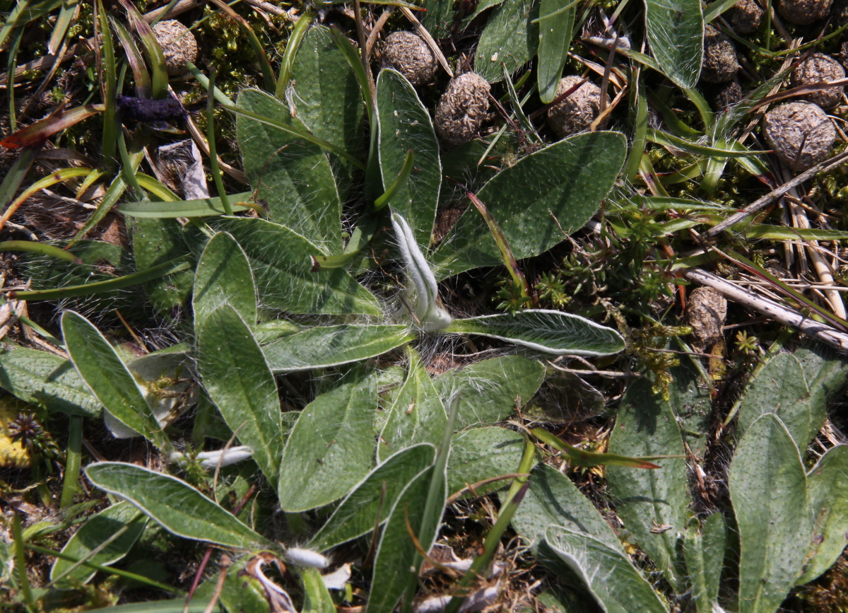 Pilosella peleteriana (door Peter Meininger)