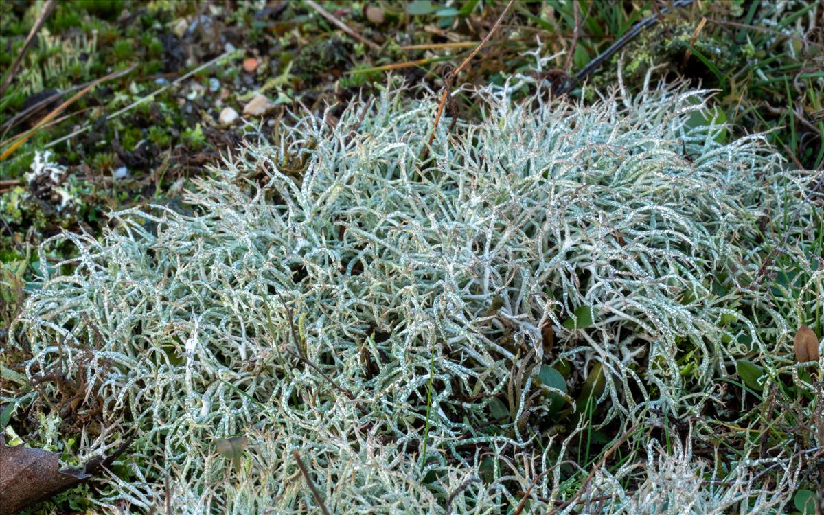 Cladonia rangiformis (door Jan Vogel)