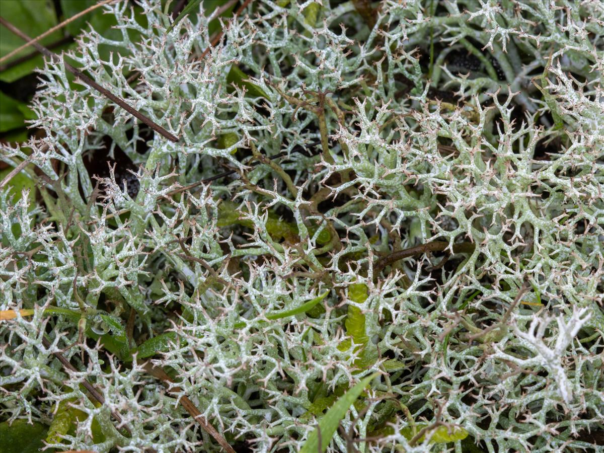 Cladonia rangiformis (door Jan Vogel)