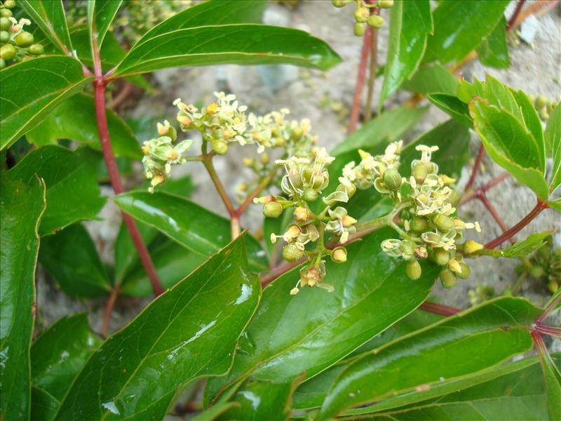 Parthenocissus vitacea (door Michael Inden)