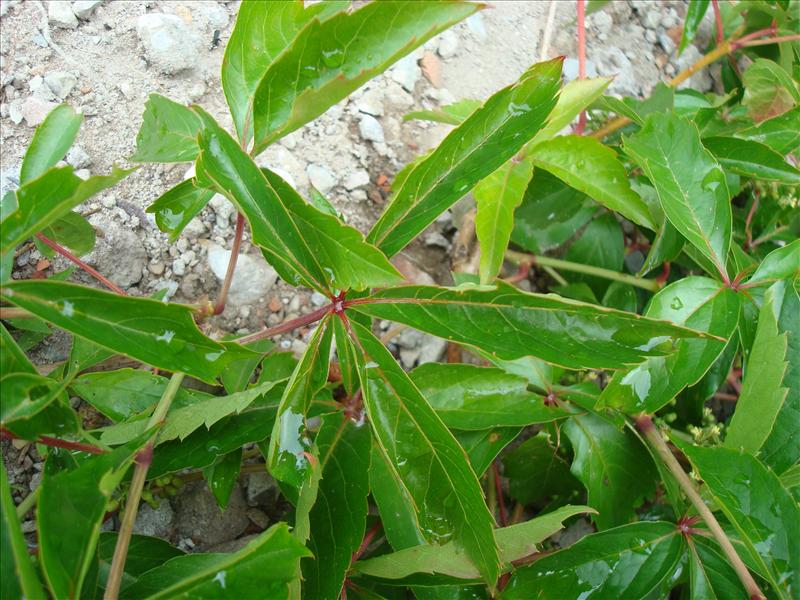 Parthenocissus vitacea (door Michael Inden)