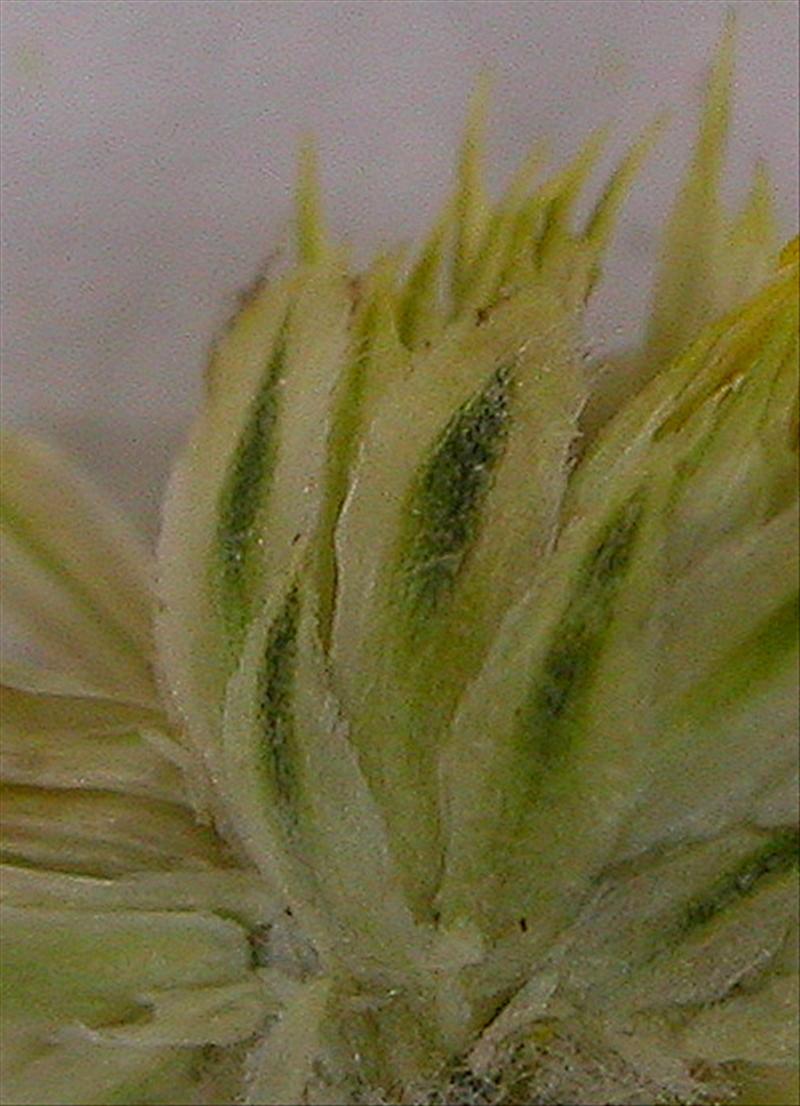 Anthemis arvensis (door Peter Meininger)