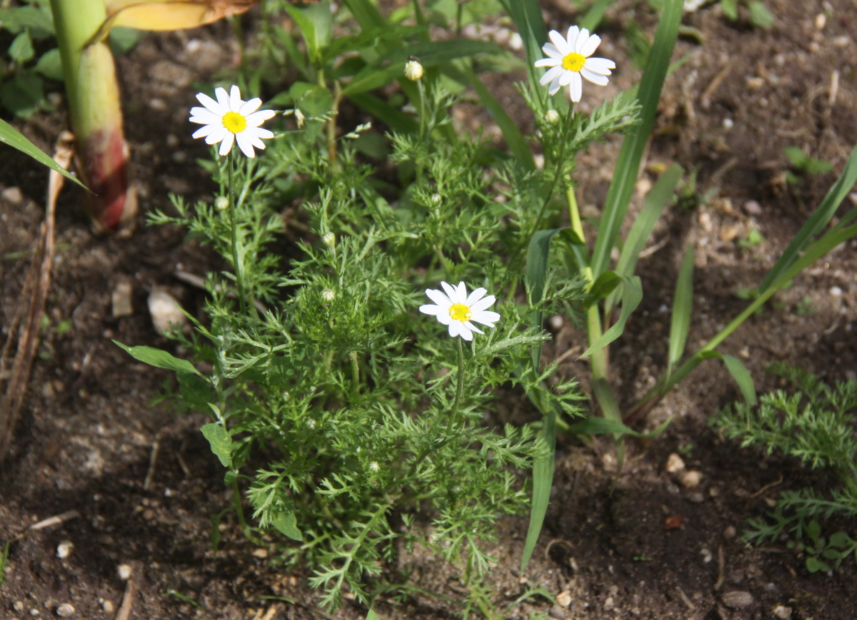 Anthemis arvensis (door Peter Meininger)