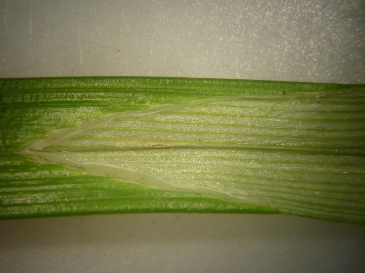 Carex otrubae (door Cor Nonhof)