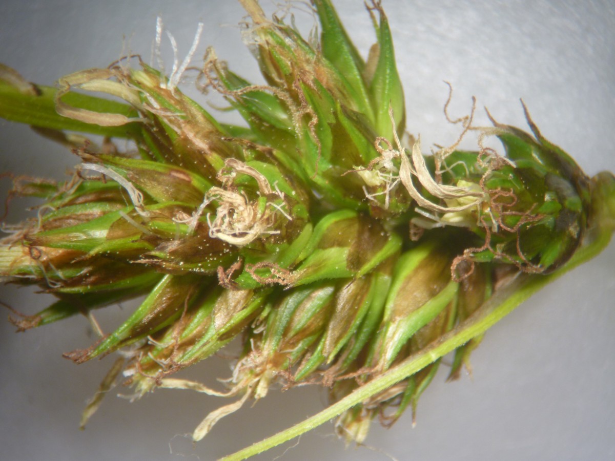 Carex otrubae (door Cor Nonhof)