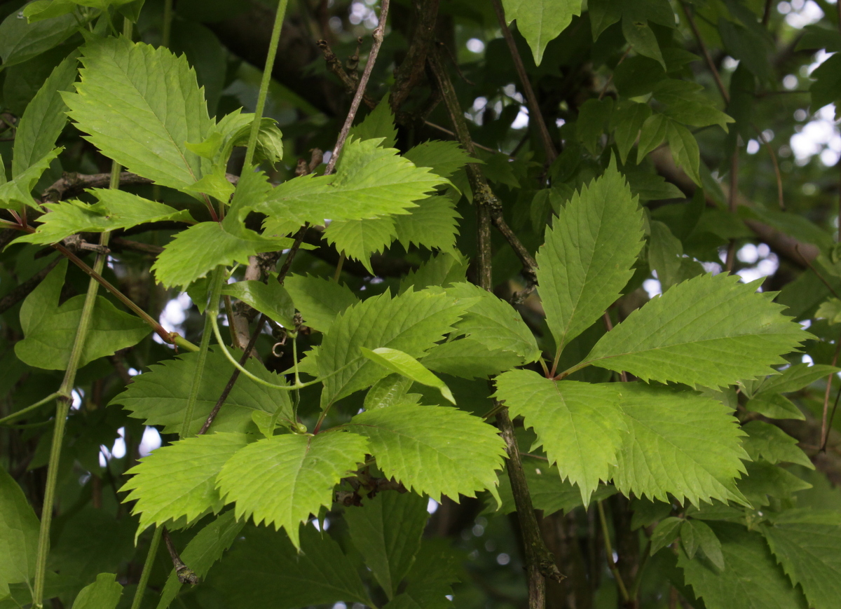 Parthenocissus vitacea (door Peter Meininger)