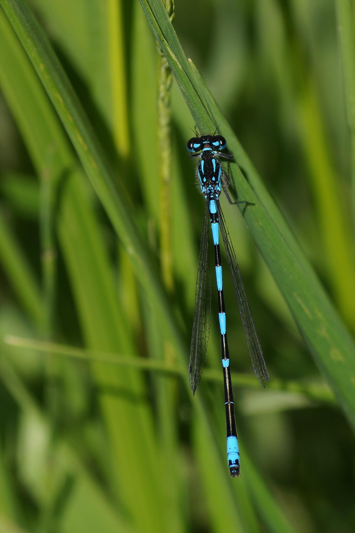 Coenagrion pulchellum (door jelle bakker)