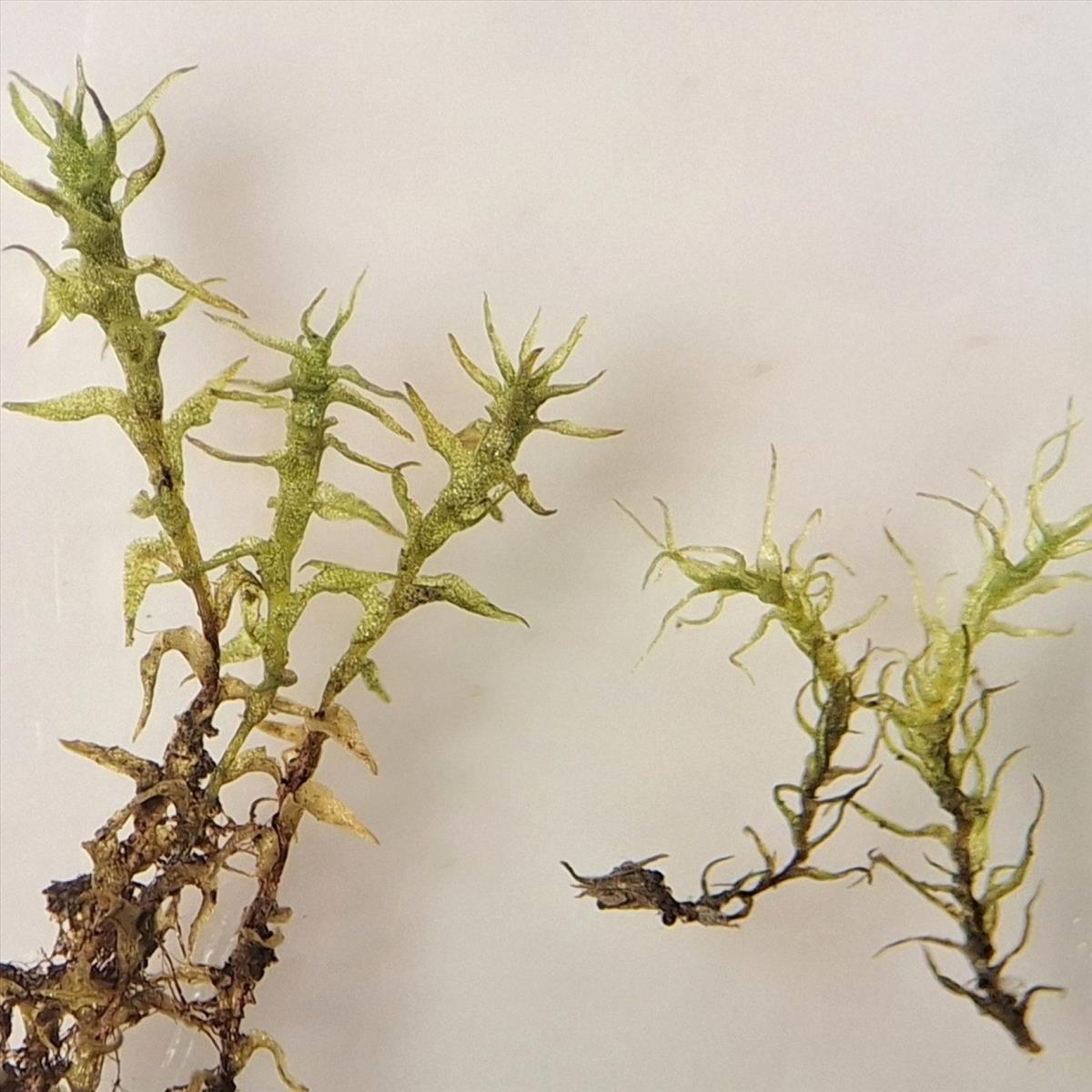Dicranella schreberiana var. schreberiana (door Muriel Schouten)