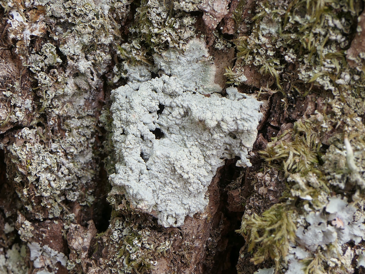 Varicellaria hemisphaerica (door Henk-Jan van der Kolk)