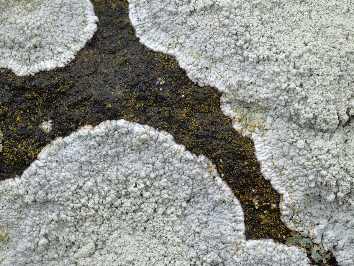 Varicellaria lactea (door Jan Freijer)