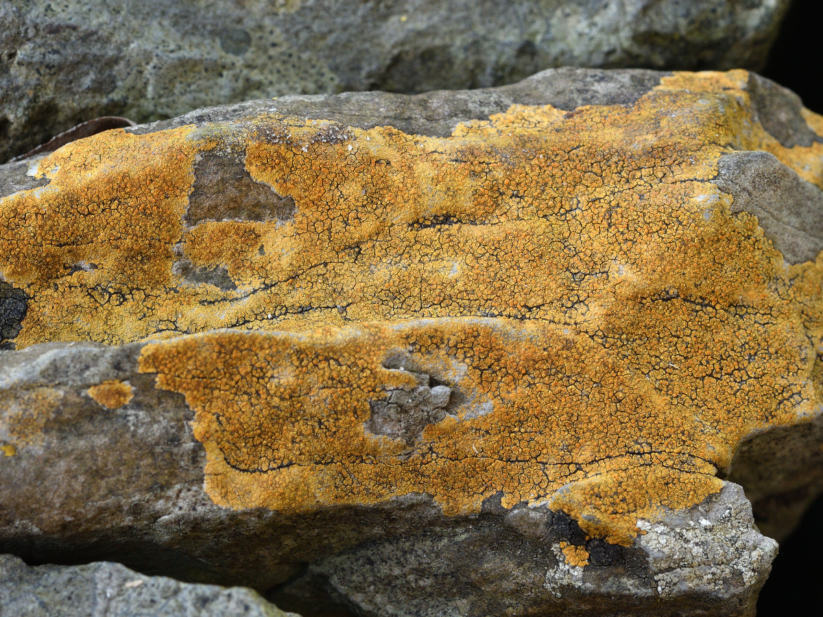 Variospora dolomiticola (door Jan Freijer)
