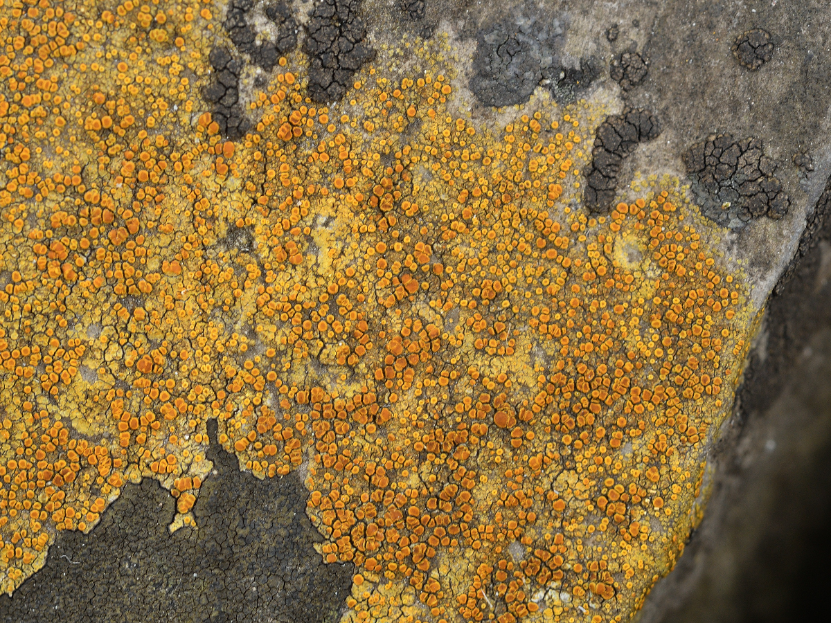 Variospora dolomiticola (door Jan Freijer)