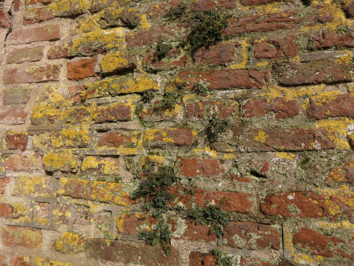 Variospora flavescens (door Henk-Jan van der Kolk)