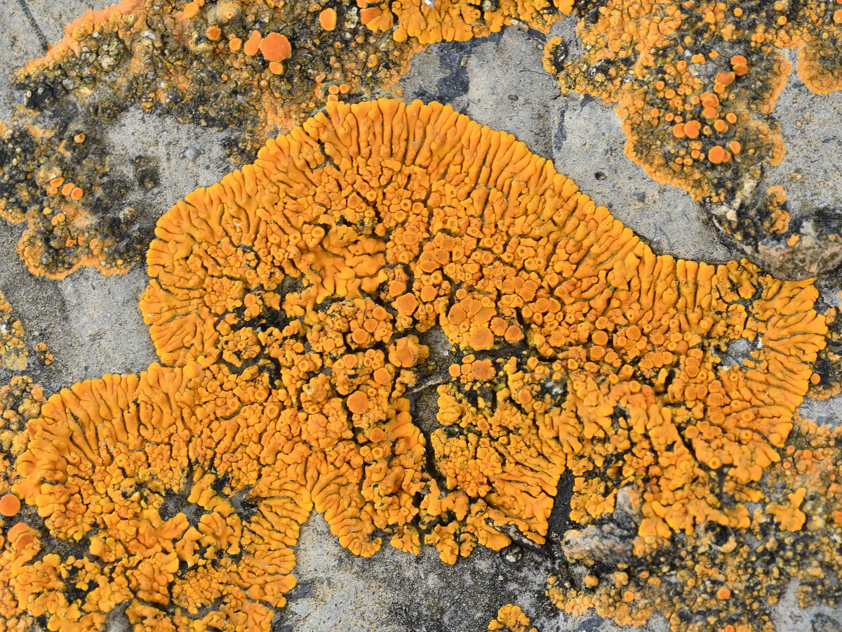 Variospora thallincola (door Jan Freijer)