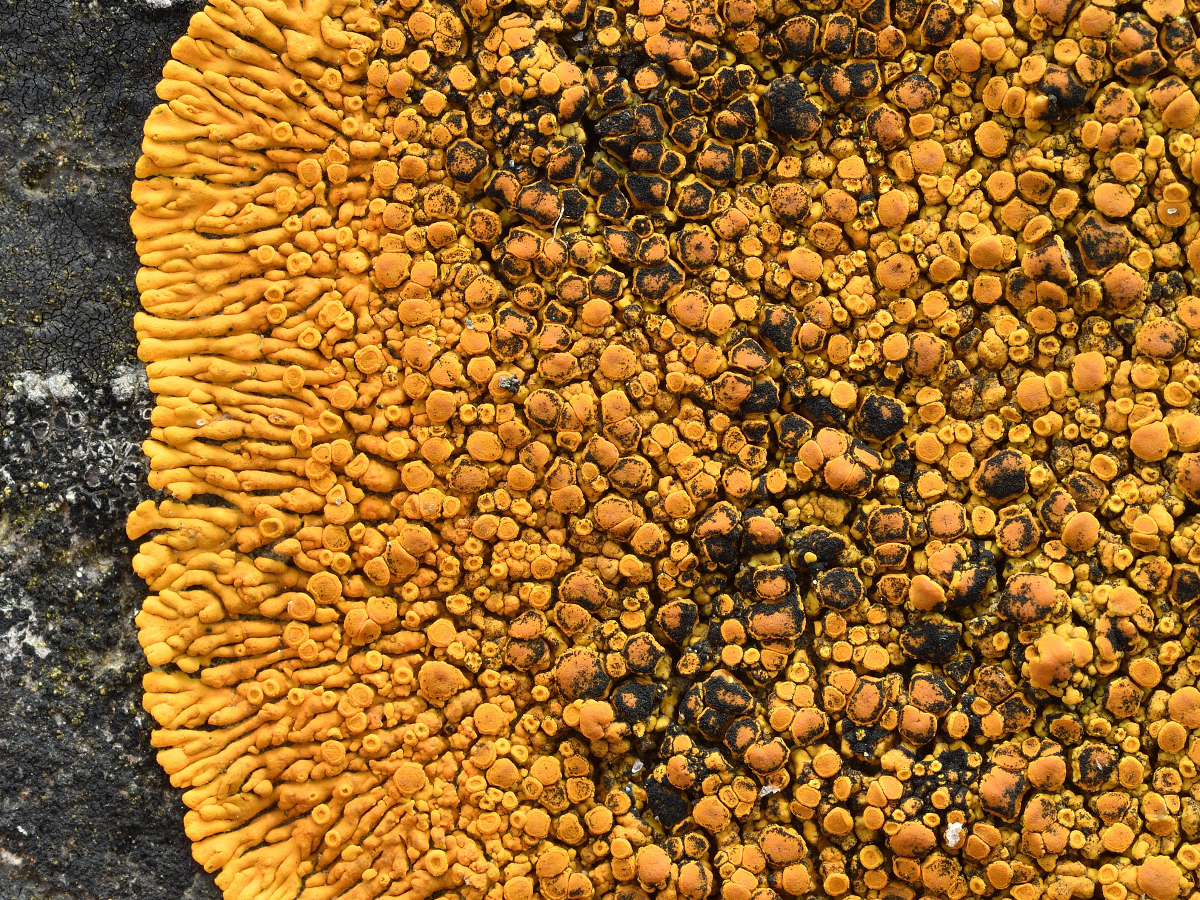 Variospora thallincola (door Jan Freijer)