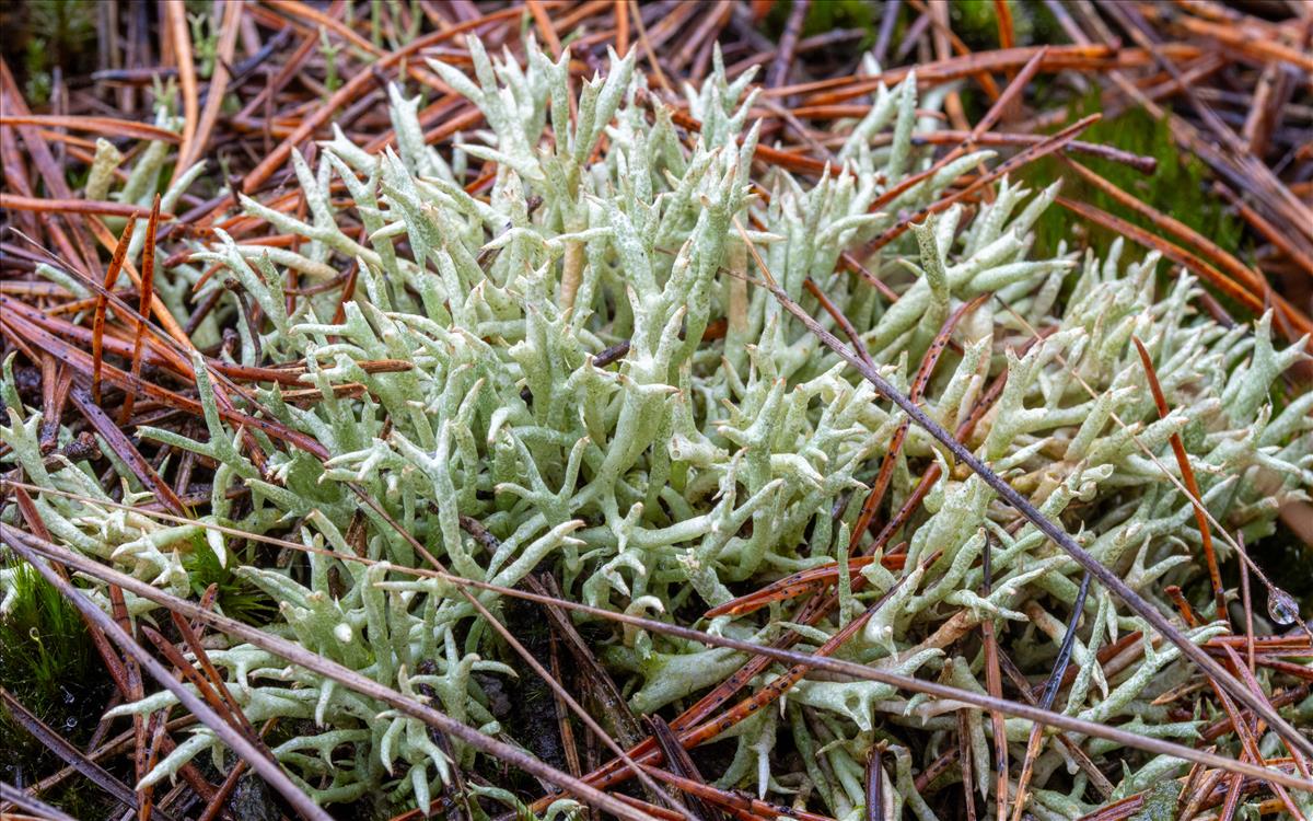 Cladonia uncialis (door Jan Vogel)