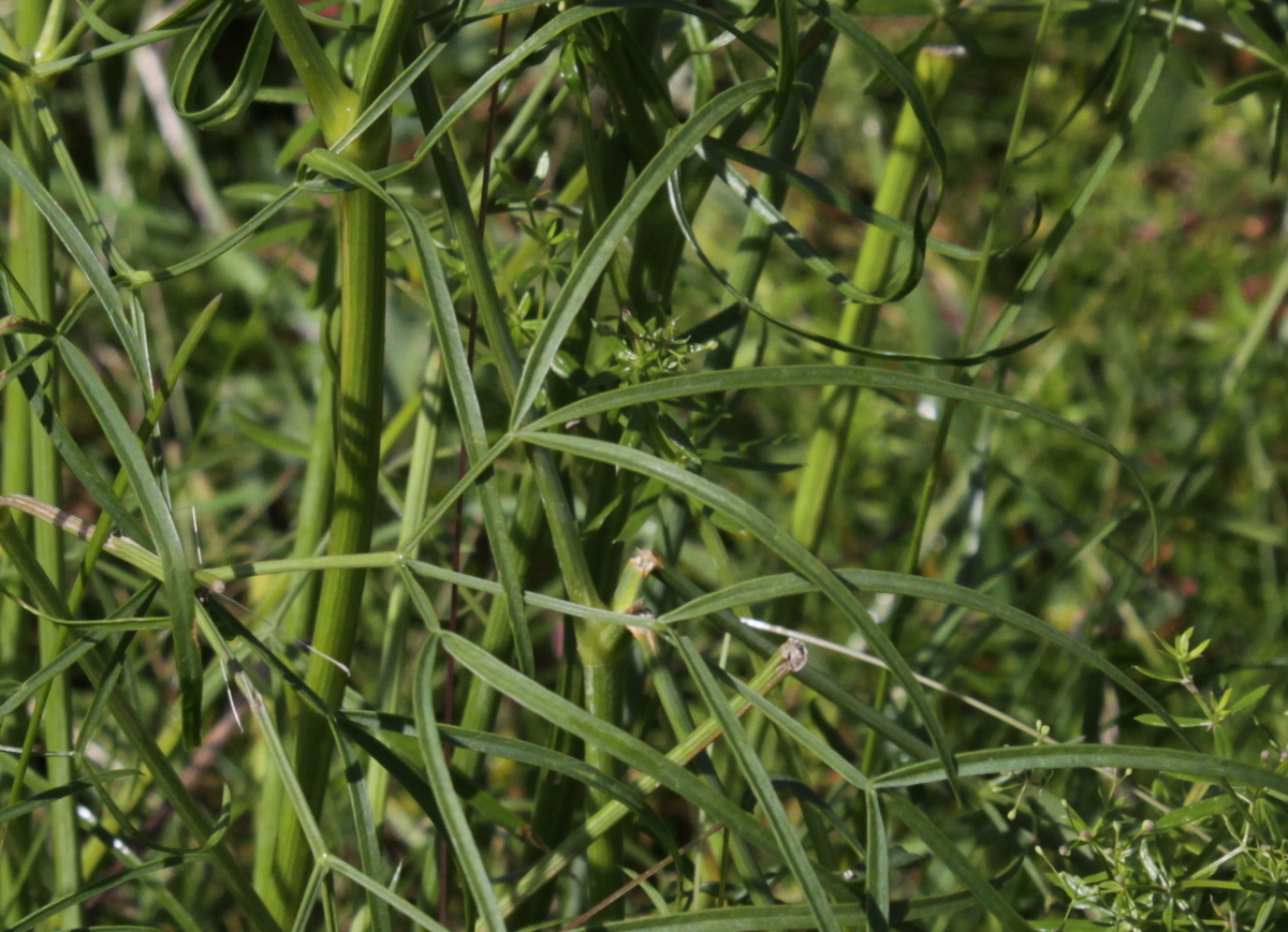 Peucedanum officinale (door Peter Meininger)