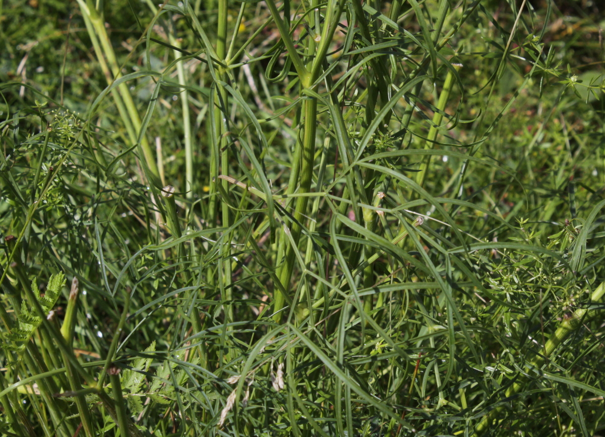 Peucedanum officinale (door Peter Meininger)