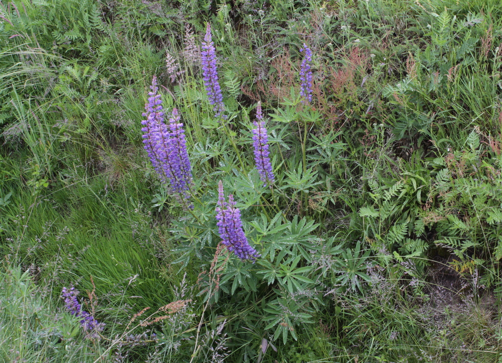 Lupinus polyphyllus (door Peter Meininger)