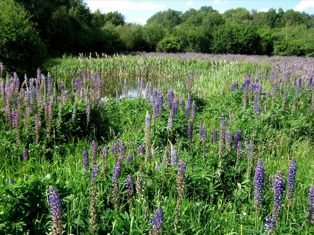 Lupinus polyphyllus (door Toon Verrijdt)