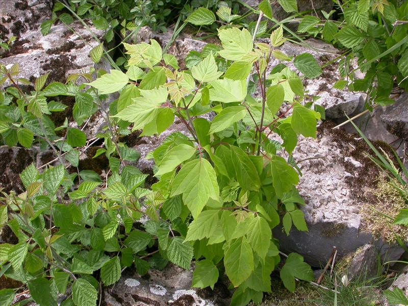 Acer negundo (door Peter Meininger)