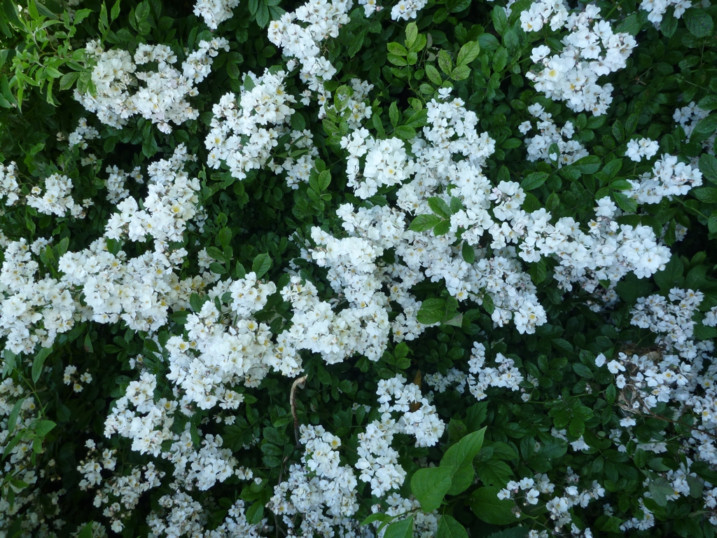 Rosa multiflora (door Cor Nonhof)