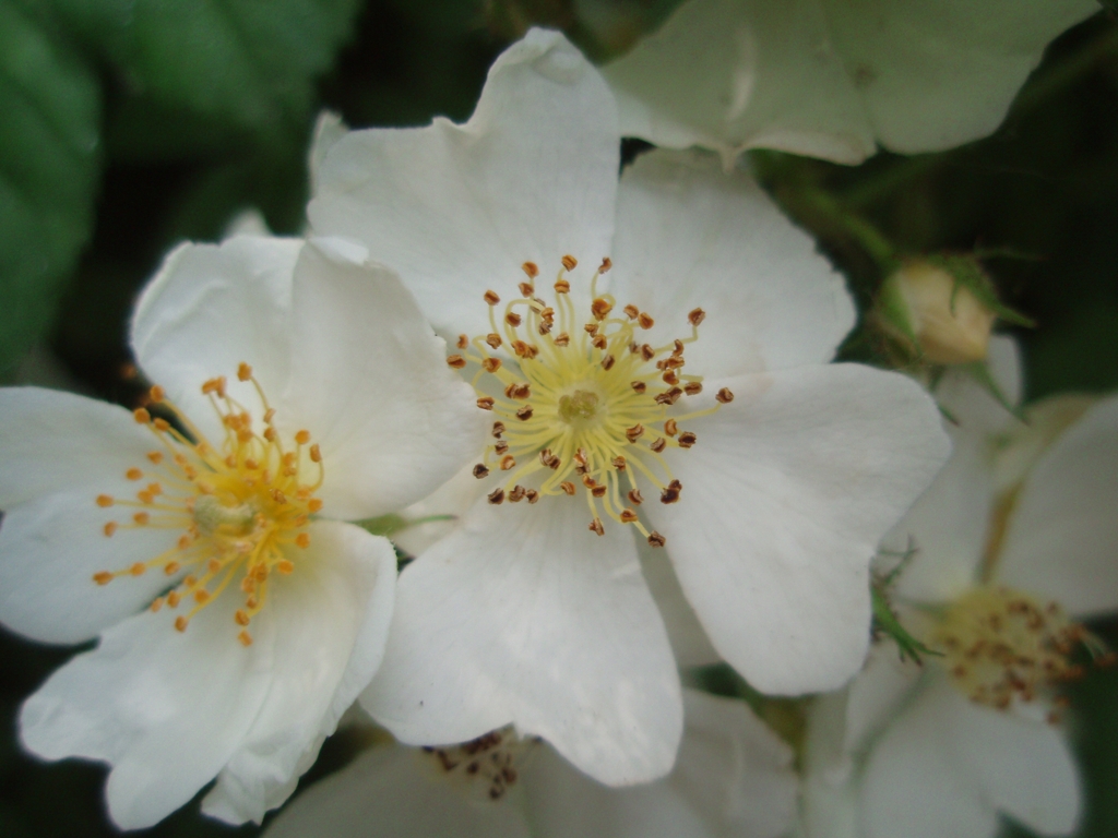 Rosa multiflora (door Cor Nonhof)