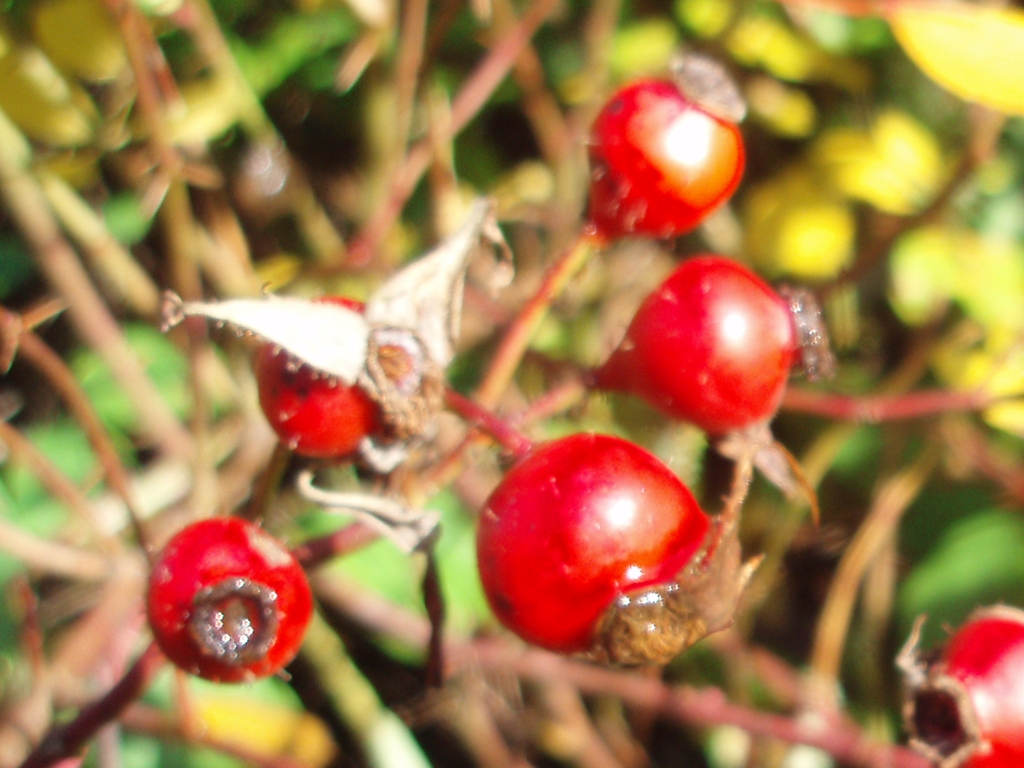 Rosa multiflora (door Cor Nonhof)