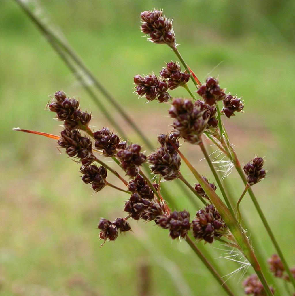 Luzula congesta / multiflora (door Peter Meininger)