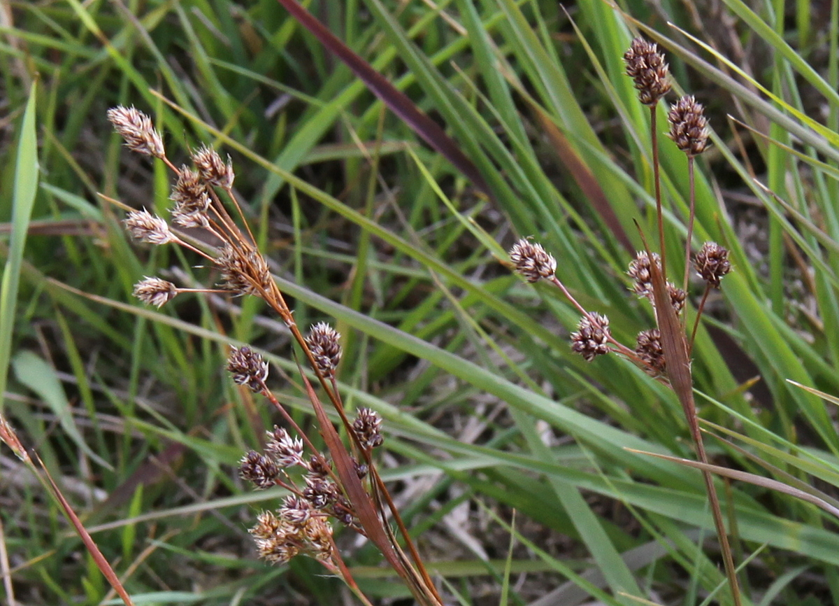 Luzula congesta / multiflora (door Peter Meininger)