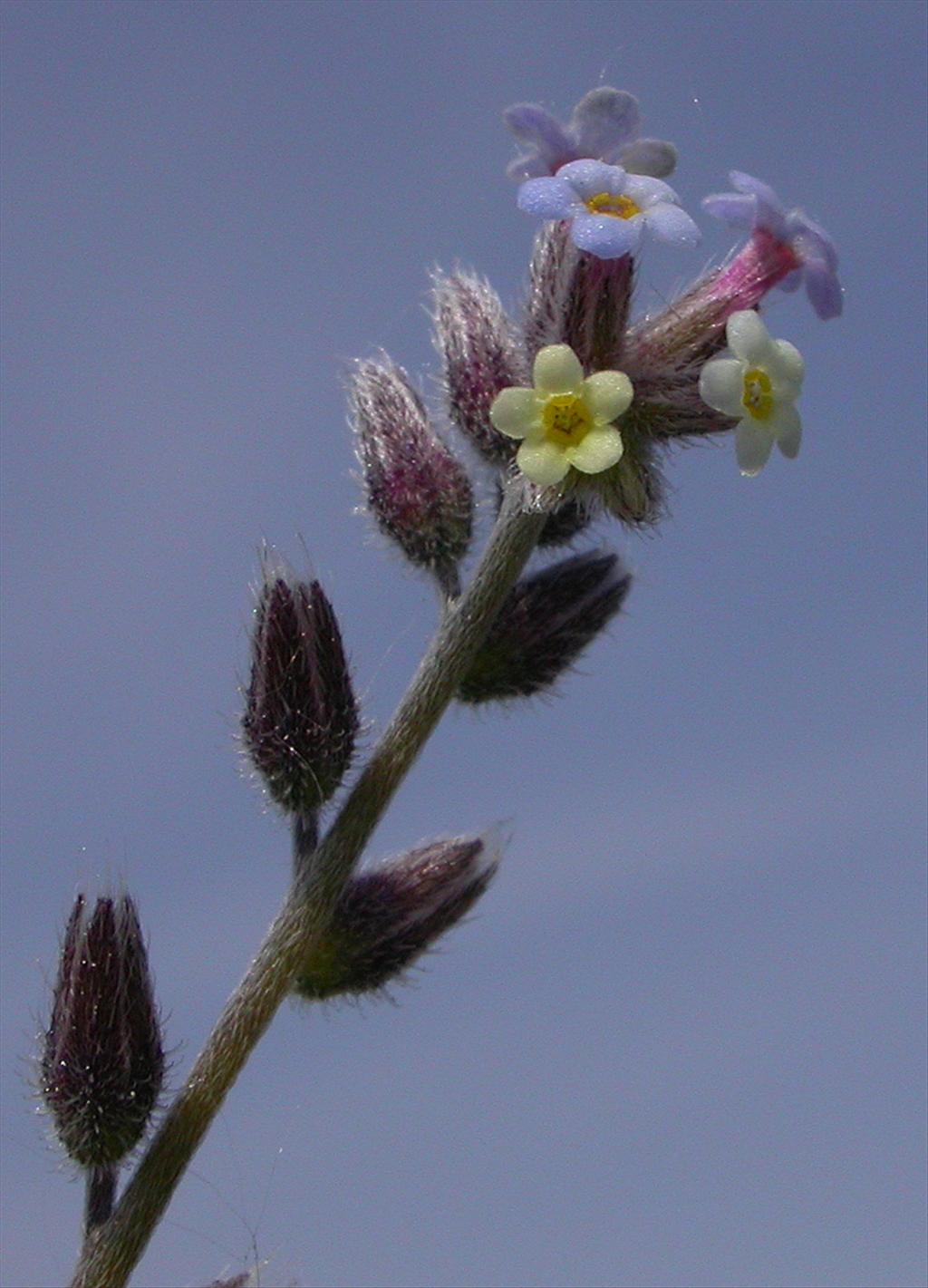 Myosotis discolor s.l. (door Peter Meininger)