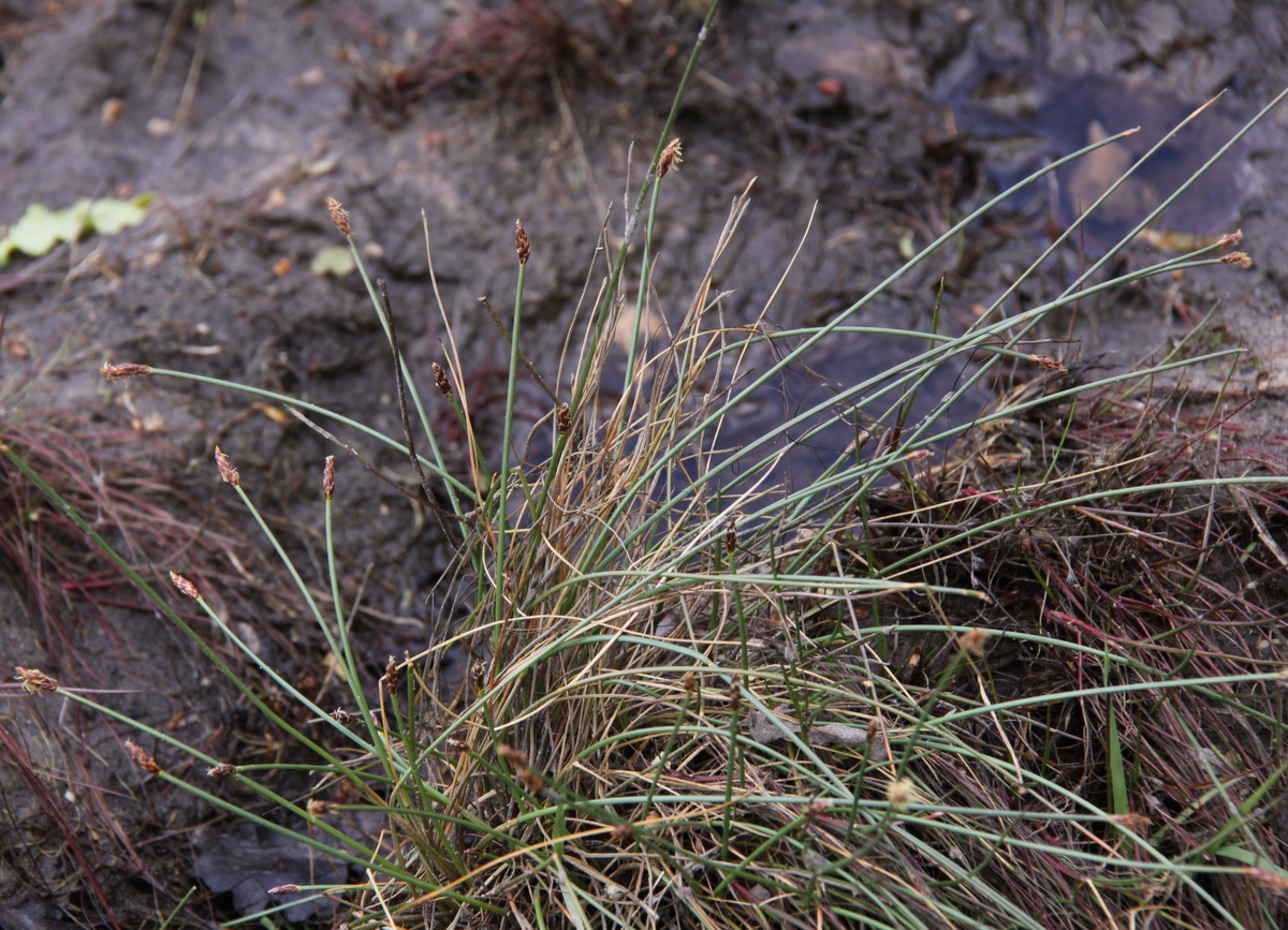 Eleocharis multicaulis (door Peter Meininger)