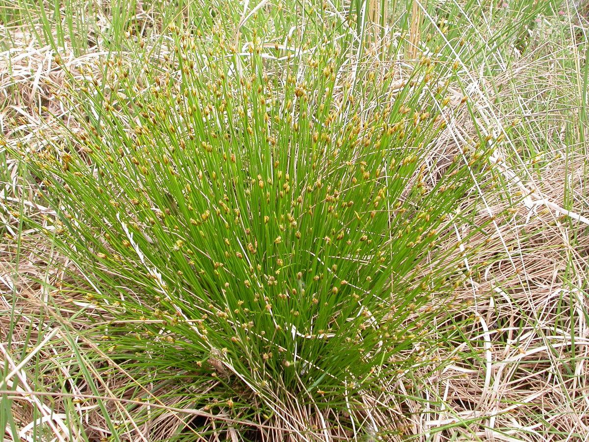 Trichophorum germanicum (door Peter Meininger)