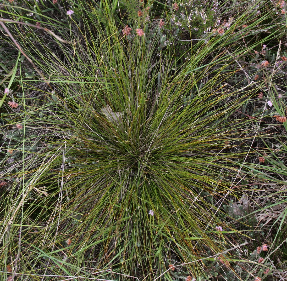 Trichophorum germanicum (door Peter Meininger)