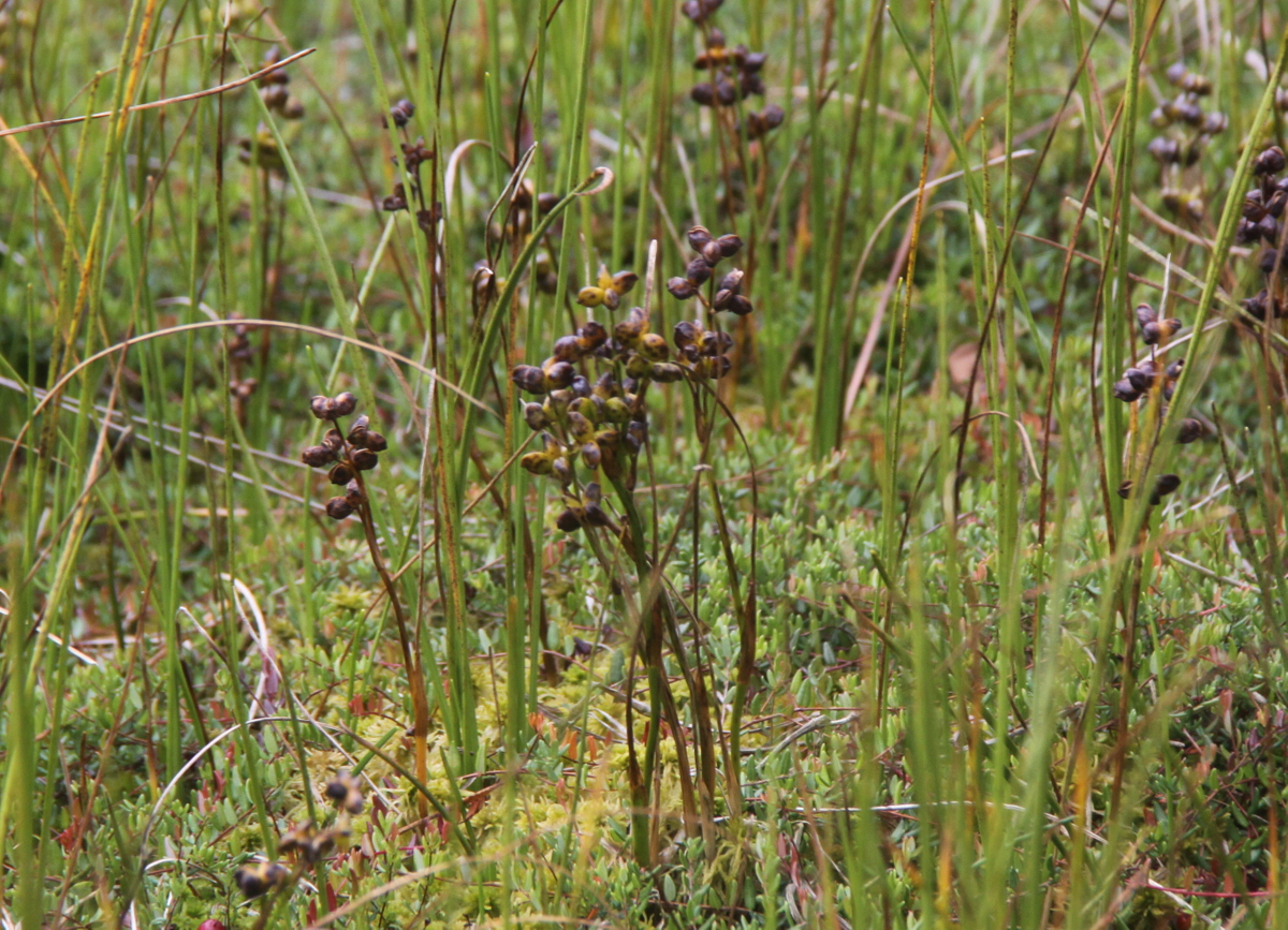 Scheuchzeria palustris (door Peter Meininger)