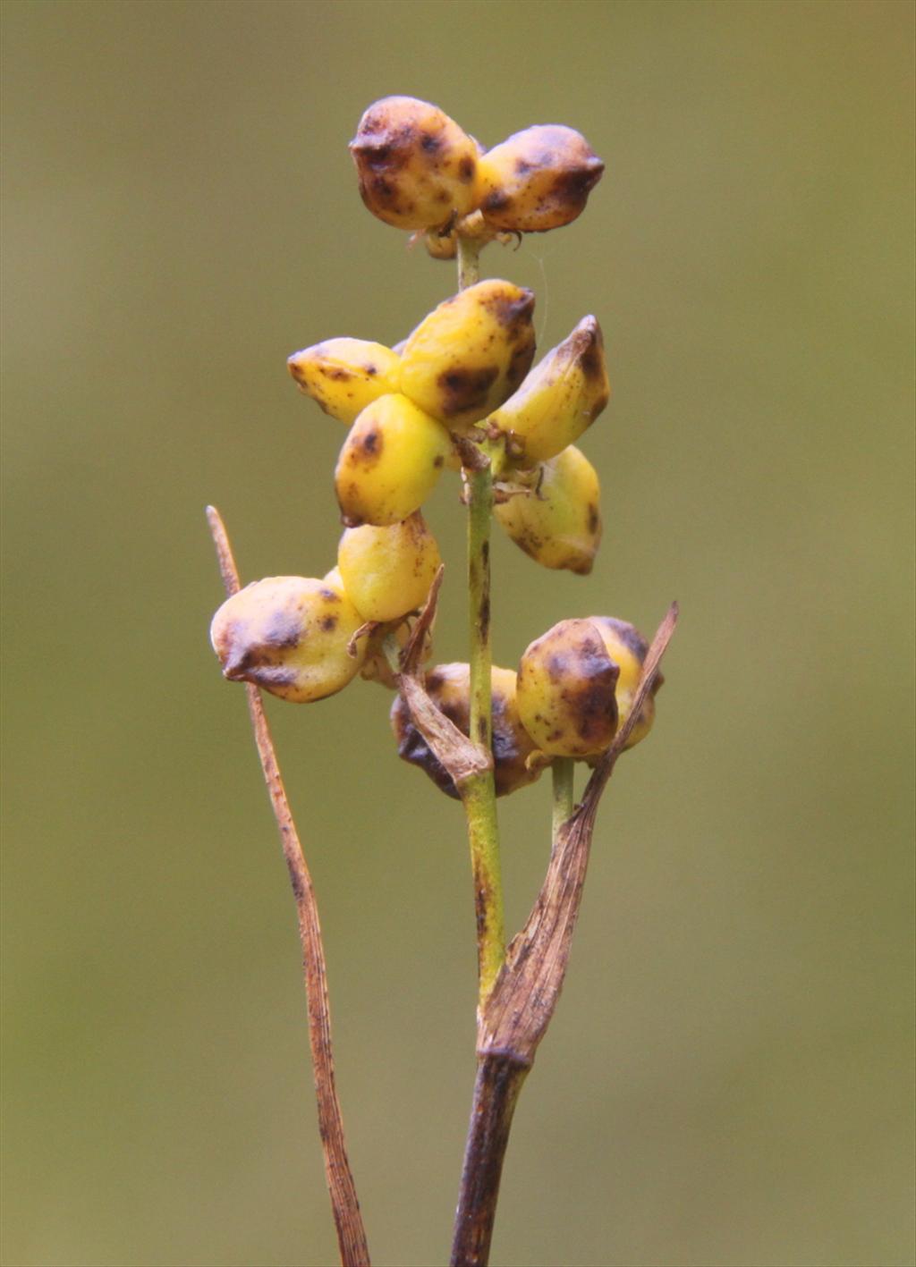 Scheuchzeria palustris (door Peter Meininger)