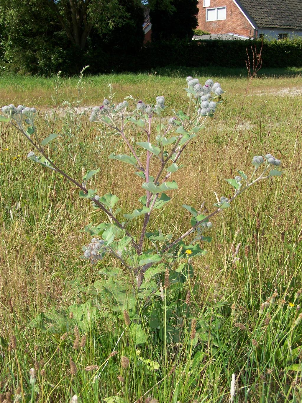 Arctium tomentosum (door Edwin Dijkhuis)