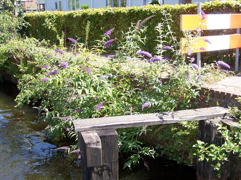 Buddleja davidii (door Edwin Dijkhuis)