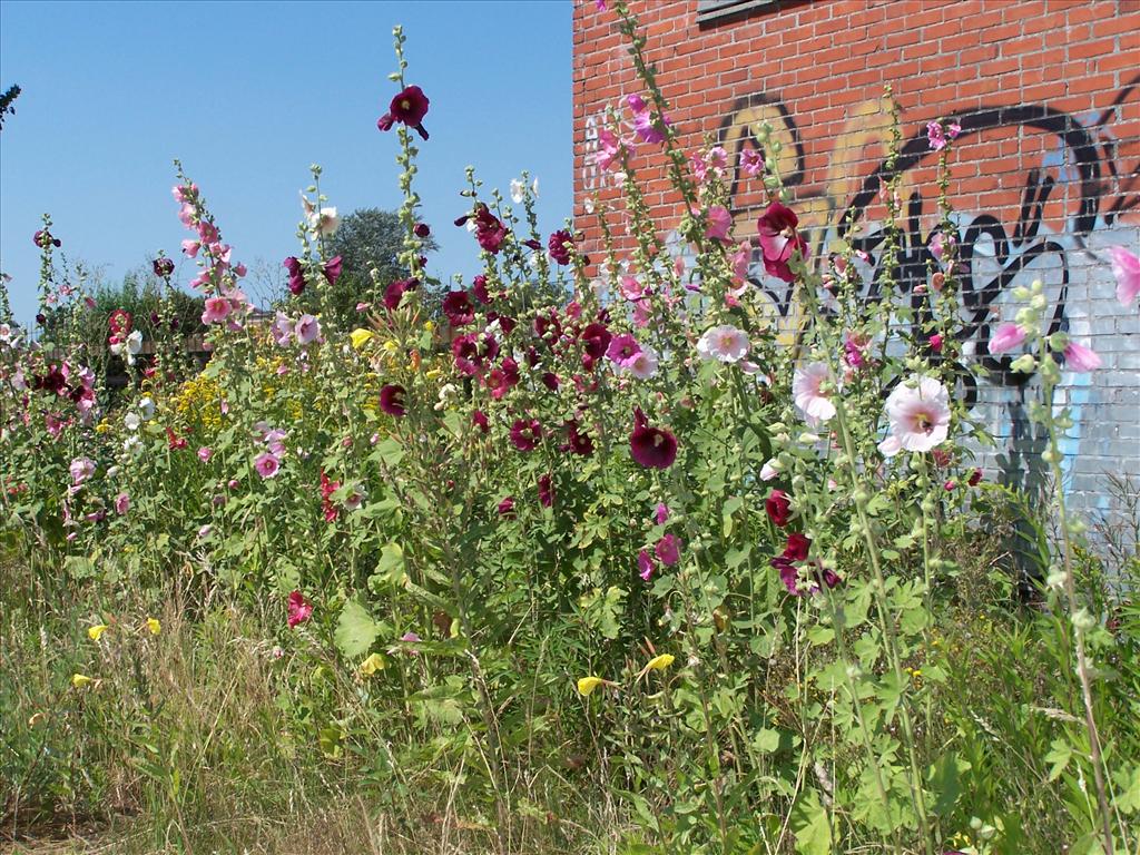 Alcea rosea (door Edwin Dijkhuis)