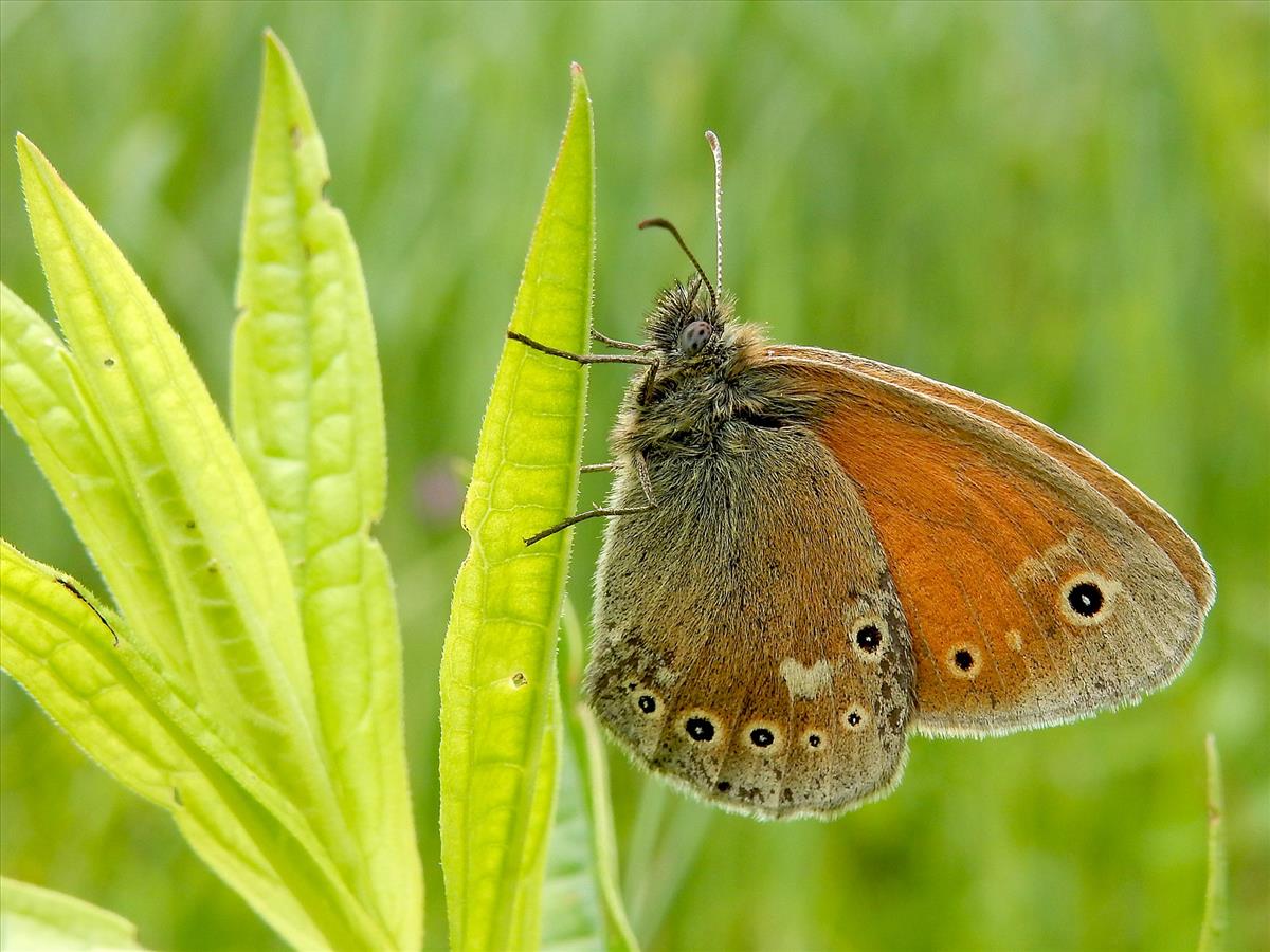 Coenonympha tullia (door Kars Veling)