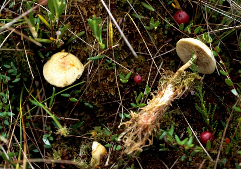 Pholiota henningsii (door Eef Arnolds)