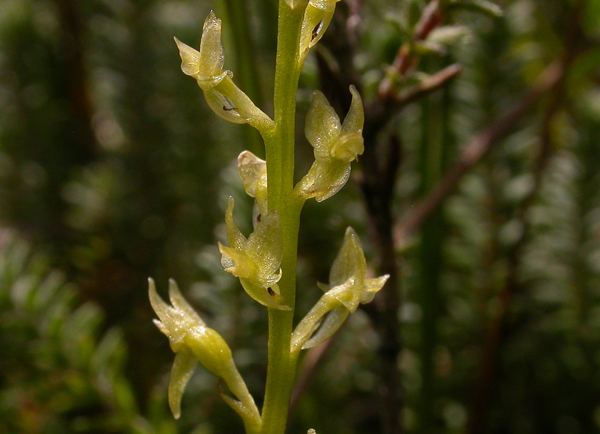 Hammarbya paludosa (door Peter Meininger)