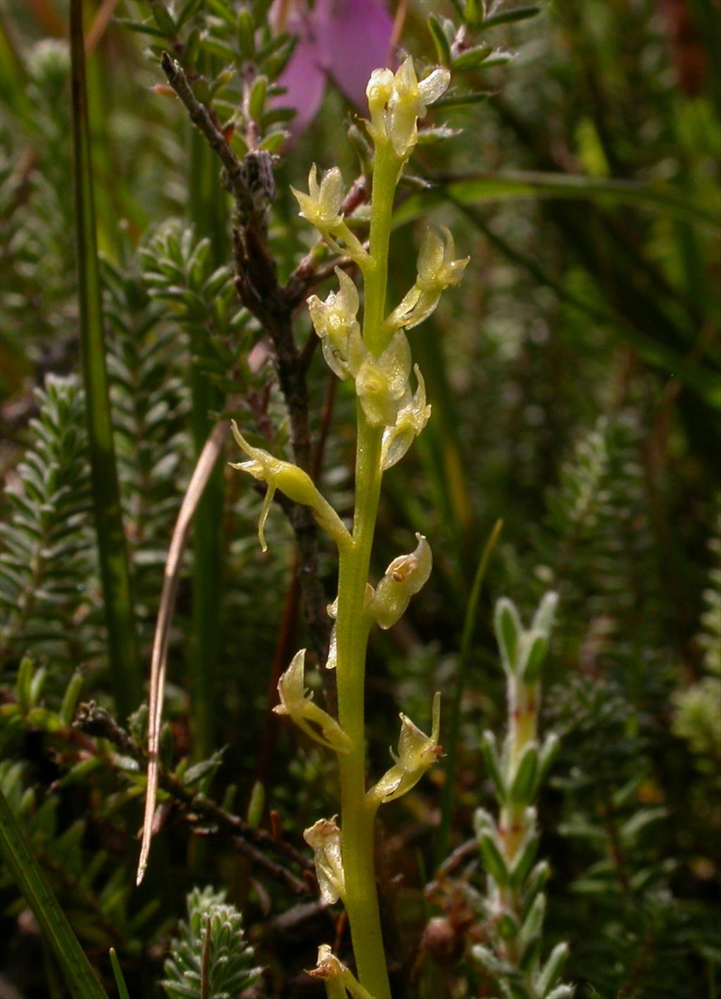 Hammarbya paludosa (door Peter Meininger)