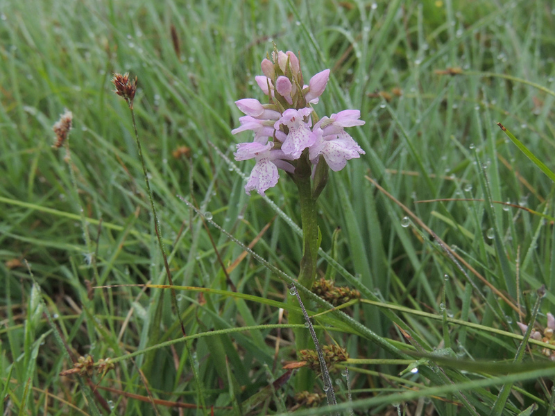 Dactylorhiza sphagnicola (door Jan Hein van Steenis)