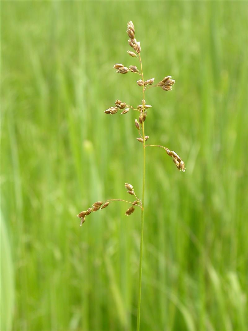 Anthoxanthum nitens (door Laurens Sparrius)