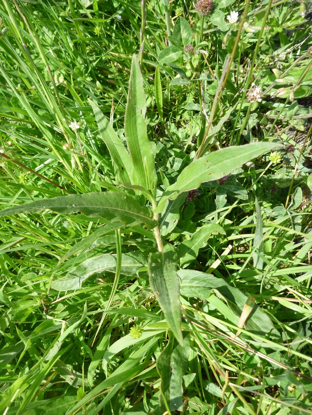 Persicaria amphibia (door Cor Nonhof)