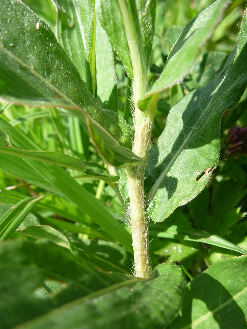 Persicaria amphibia (door Cor Nonhof)