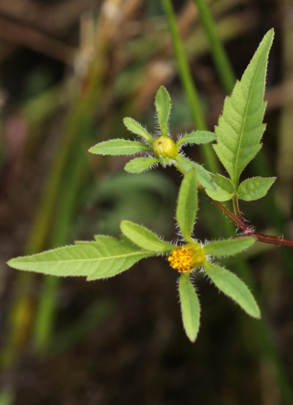 Bidens tripartita (door Peter Meininger)